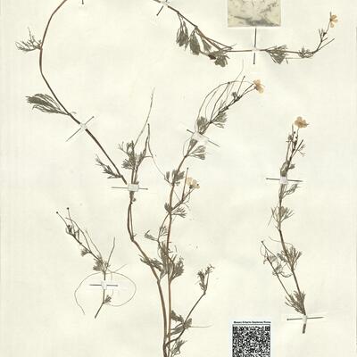 Ranunculus cf. peltatus Schrank -  RO-HSepv 13074 photo