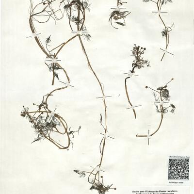 Ranunculus cf. peltatus Schrank subsp. fucoides (Freyn) Muñoz Garmendia -  RO-HSepv 18966 photo