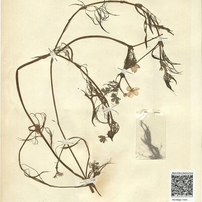 Ranunculus aff. pseudofluitans (Syme) Newbould ex Baker & Foggitt -  RO-HSepv 11232 photo