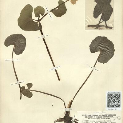 Caltha palustris L. subsp. procumbens (G. Beck) Neumayer -  RO-HSepv 11221 photo