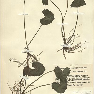 Caltha palustris L. var. radicans Fries -  RO-HSepv 12140 photo