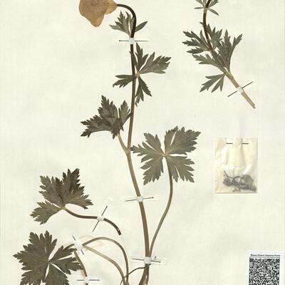 Trollius europaeus L. -  RO-HSepv 13077 photo