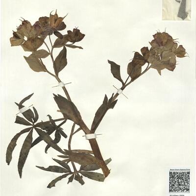 Helleborus foetidus L. -  RO-HSepv 16904 photo