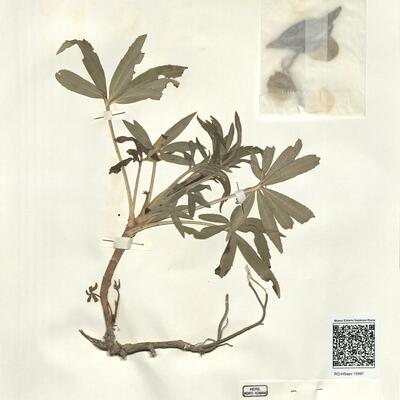 Helleborus foetidus L. -  RO-HSepv 15997 photo