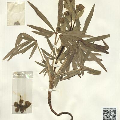 Helleborus foetidus L. -  RO-HSepv 14030 photo