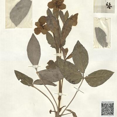 Helleborus lividus Ait. subsp. lividus -  RO-HSepv 16905 photo