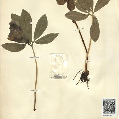 Helleborus niger L. subsp. macranthus (Freyn) Schiffn. -  RO-HSepv 11224 photo