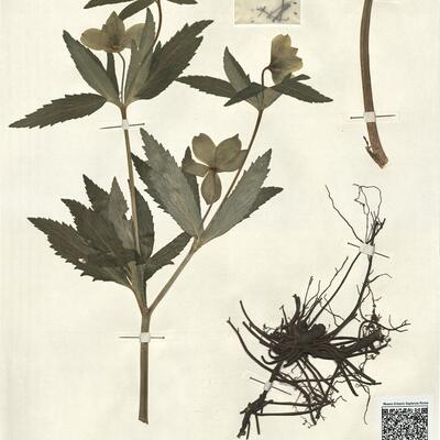 Helleborus viridis L. subsp. occidentalis (Reut.) Schiffn. -  RO-HSepv 13061 photo