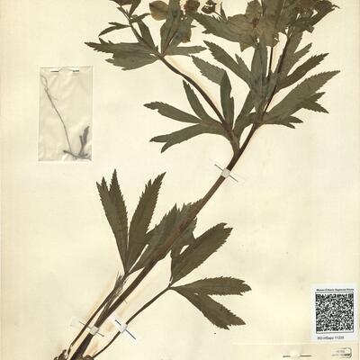 Helleborus viridis L. subsp. occidentalis (Reut.) Schiffn. -  RO-HSepv 11225  photo