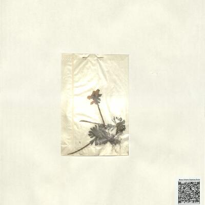 Eranthis hyemalis (L.) Salisb. -  RO-HSepv 13059 photo