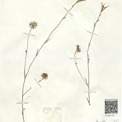 Nigella arvensis L. subsp. arvensis -  RO-HSepv 17907 photo