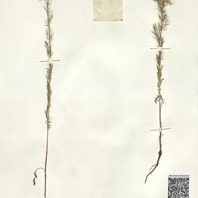 Nigella damascena L.  -  RO-HSepv 15013 photo