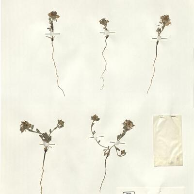 Nigella degenii Vierh. subsp. degenii -  RO-HSepv 15998 photo