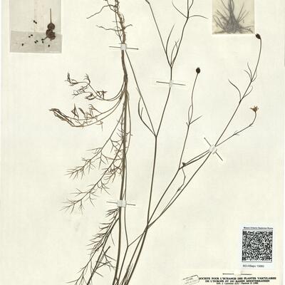 Garidella nigellastrum L. -  RO-HSepv 13060 photo