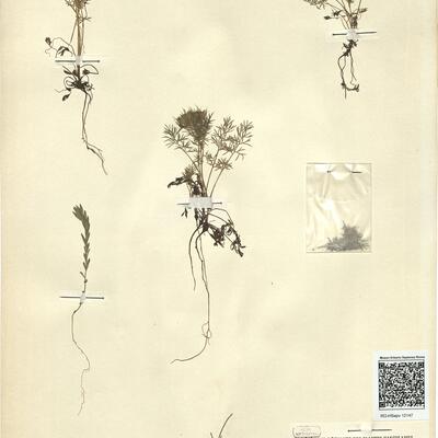 Nigella damascena L. -  RO-HSepv 12147 photo