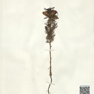 Nigella papillosa G. López -  RO-HSepv 14032 photo