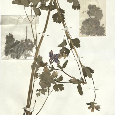 Aquilegia vulgaris L. -  RO-HSepv 16899 photo