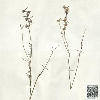 Consolida ajacis (L.) Schur -  RO-HSepv 18955 photo