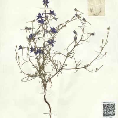 Consolida armeniaca (Stapf ex Huth) Schröd. -  RO-HSepv 16901 photo