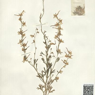 Consolida camptocarpa (Fisch. & Mey.) Nevski -  RO-HSepv 14029 photo