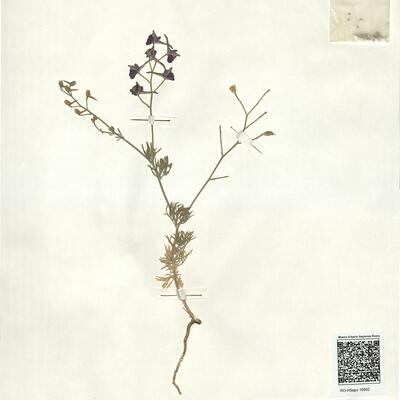 Consolida glandulosa (Boiss. & Huet) Bornm. -  RO-HSepv 16902  photo