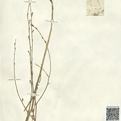 Consolida glandulosa (Boiss. & Huet) Bornm. -  RO-HSepv 13056 photo