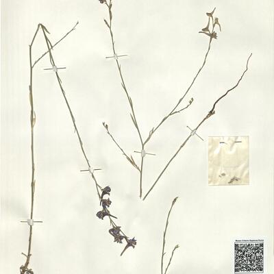 Delphinium halteratum Sm. -  RO-HSepv 15996 photo
