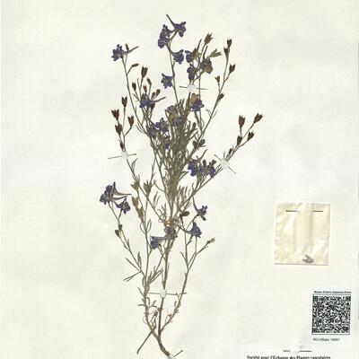 Delphinium halteratum Sm. subsp. verdunense (Balb.) Graebn. & Graebn. f.  -  RO-HSepv 18957 photo