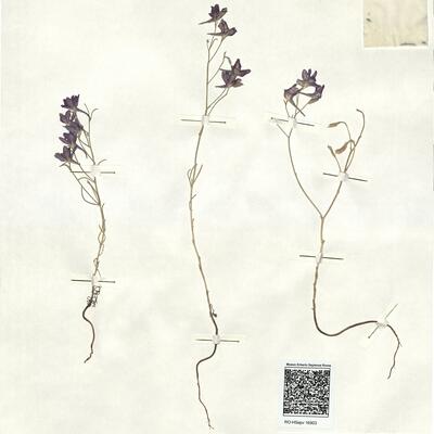 Consolida hellespontica (Boiss.) Chater -  RO-HSepv 16903 photo