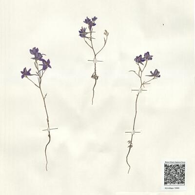 Consolida hellespontica (Boiss.) Chater -  RO-HSepv 15995 photo