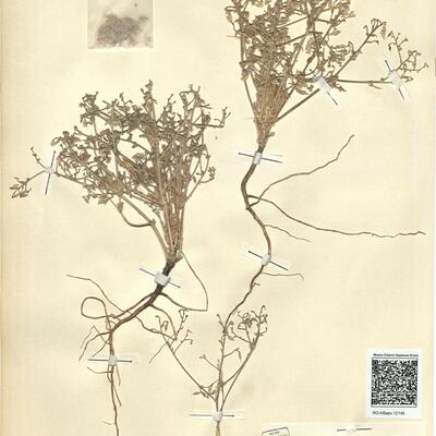 Consolida lineolata Huber-Morath & Simon -  RO-HSepv 12145 photo