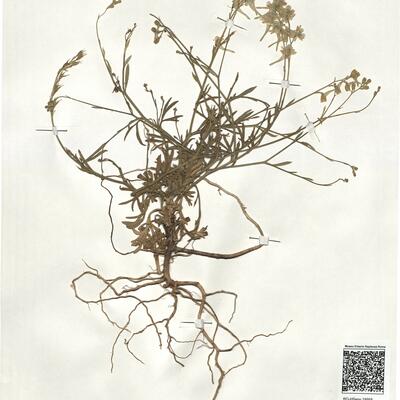 Delphinium nanum DC.  -  RO-HSepv 18958 photo