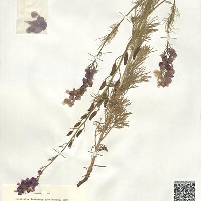 Consolida orientalis (J. Gay) Schröd. -  RO-HSepv 18956 photo