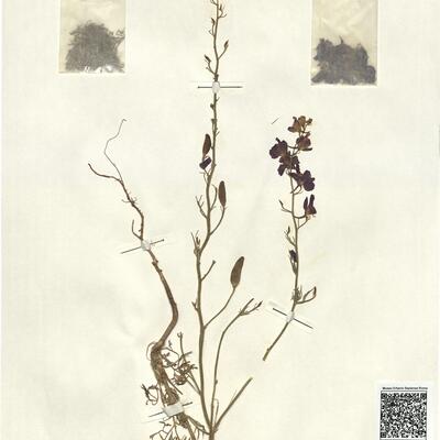 Consolida orientalis (J. Gay) Schröd. subsp. orientalis -  RO-HSepv 13057 photo