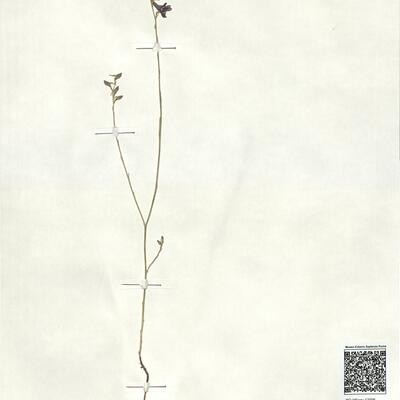 Delphinium peregrinum L.  -  RO-HSepv 17906 photo