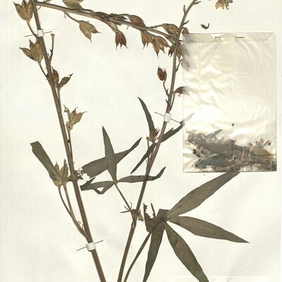 Delphinium pictum Willd. -  RO-HSepv 15012 photo