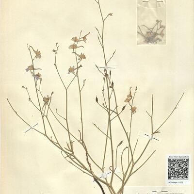 Consolida pubescens (DC.) Soó var. dissitiflora (Coss.) A. Dubuis, comb. nov.  -  RO-HSepv 11222 photo