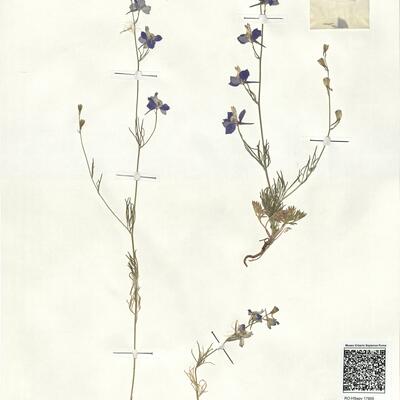 Consolida regalis S.F. Gray subsp. paniculata (Host) Soó -  RO-HSepv 17905 photo