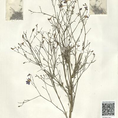 Consolida regalis S.F. Gray subsp. paniculata (Host) Soó ^ -  RO-HSepv 15011 photo