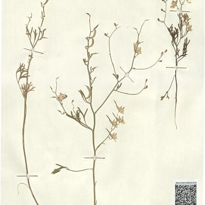 Consolida rugulosa (Boiss.) Schröd. -  RO-HSepv 13058 photo