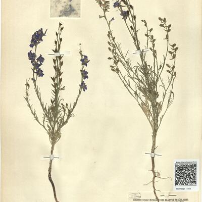 Delphinium verdunense Balbis -  RO-HSepv 11223 photo