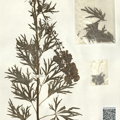 Aconitum napellus L. subsp. corsicum (Gáyer) Seitz -  RO-HSepv 14026 photo