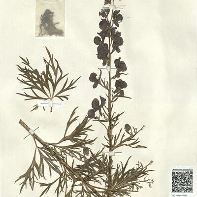 Aconitum napellus L. subsp. corsicum (Gáyer) Seitz -  RO-HSepv 13050 photo