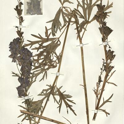 Aconitum napellus L. subsp. lusitanicum Rouy -  RO-HSepv 15005 photo