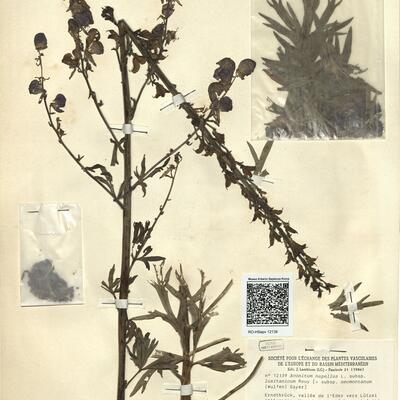 Aconitum napellus L. subsp. lusitanicum Rouy -  RO-HSepv 12139 photo