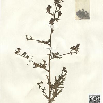 Aconitum paniculatum Lam. -  RO-HSepv 13051 photo