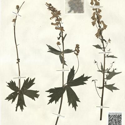 Aconitum vulparia Reichenb. ex Spreng. -  RO-HSepv 13052 photo