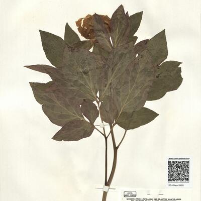 Peonia cambessedesii (Willk.) Willk. -  RO-HSepv 16020 photo