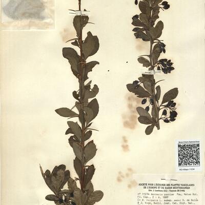 Berberis garciae Pau ^ -  RO-HSepv 11234 photo