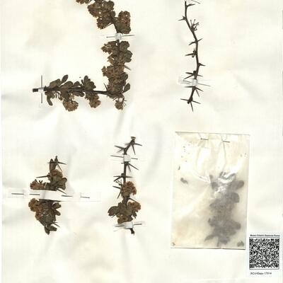 Berberis vulgaris L. subsp. australis (Boiss.) Heywood  -  RO-HSepv 17914 photo